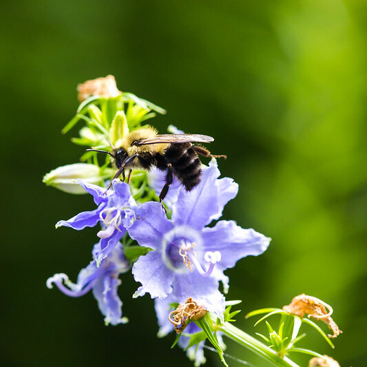 Bumble Bee Atlas Community Science Workshop - logo